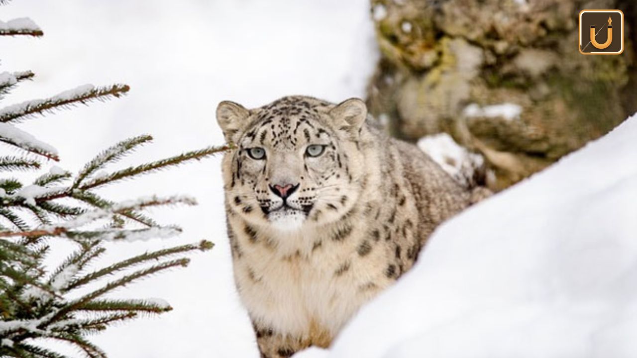 Usthadian Academy / Kyrgyzstan Declares Snow Leopard As National Symbol | 09 jan 2024 Usthadian Academy / Kyrgyzstan Declares Snow Leopard As National Symbol